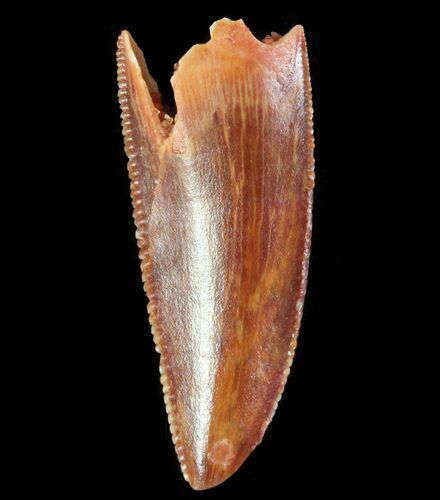 Serrated Raptor Tooth - Morocco #66317
